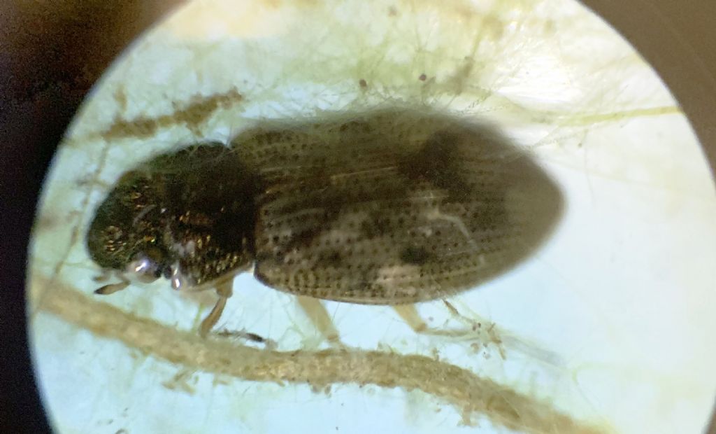 Coleottero acquatico: forse Helophorus sp?